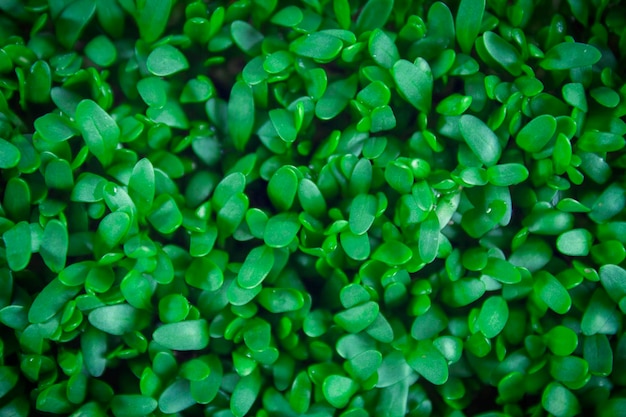 Vue de dessus en gros plan sur fond microvert Les germes de graines sont verts Concept de mode de vie sain