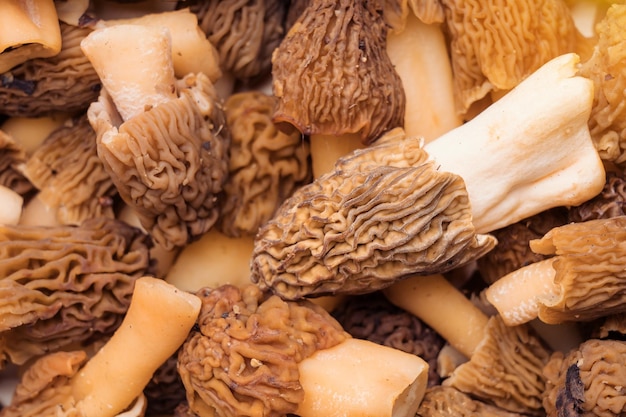 Vue de dessus gros plan de morilles