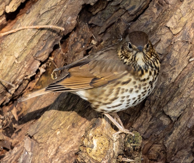 Vue de dessus en gros plan d'un petit oiseau debout sur le journal de l'arbre dans le parc