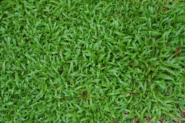 Photo vue de dessus l'herbe verte après la pluie