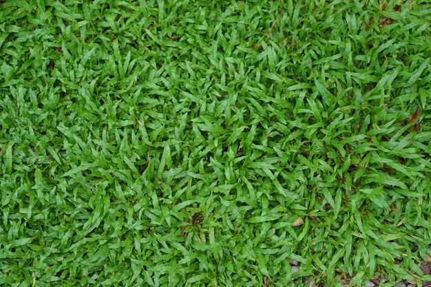 Vue de dessus l'herbe verte après la pluie