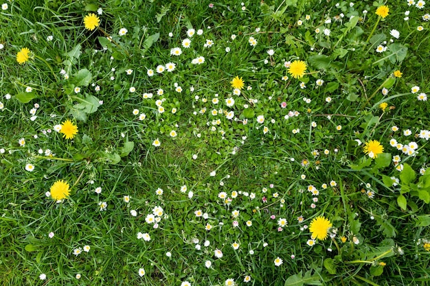 Vue de dessus de l'herbe verte fraîche avec des fleurs de marguerite dans un pré au printemps