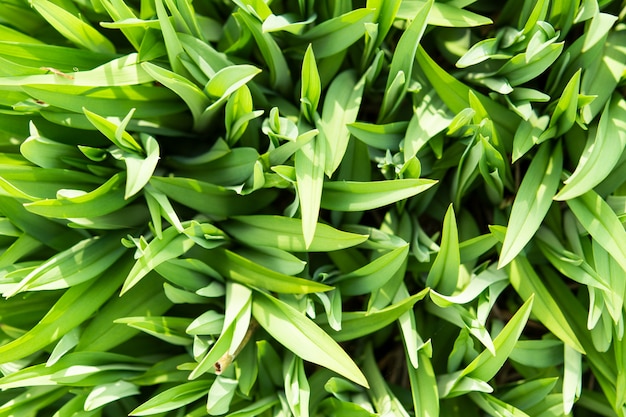 Vue de dessus de l'herbe verte fraîche