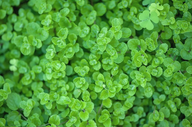 de la vue de dessus d'herbe verte luxuriante