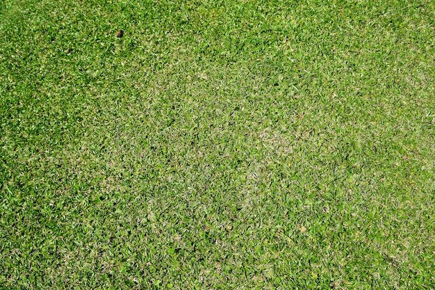 vue de dessus de l'herbe verte