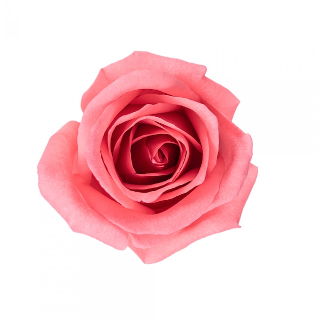 Photo vue de dessus et isoler l'image de la belle fleur rose rose.