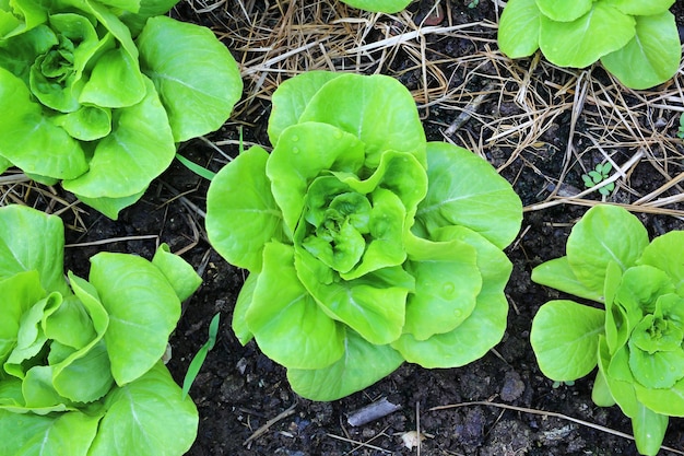 Vue de dessus Jeunes plants de laitue