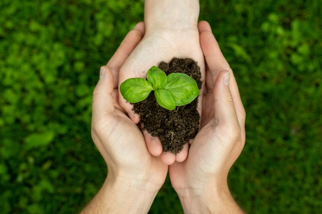 Vue de dessus d'une main de femme passant une pousse avec de la terre à planter dans les mains d'un homme