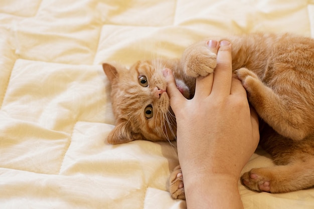 Vue de dessus de la main masculine et du chaton espiègle qui le mord