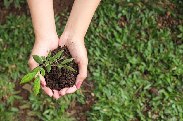 Vue de dessus des mains en gros plan tenant une jeune plante sur fond d'herbe verte. Notion de jour de la terre.