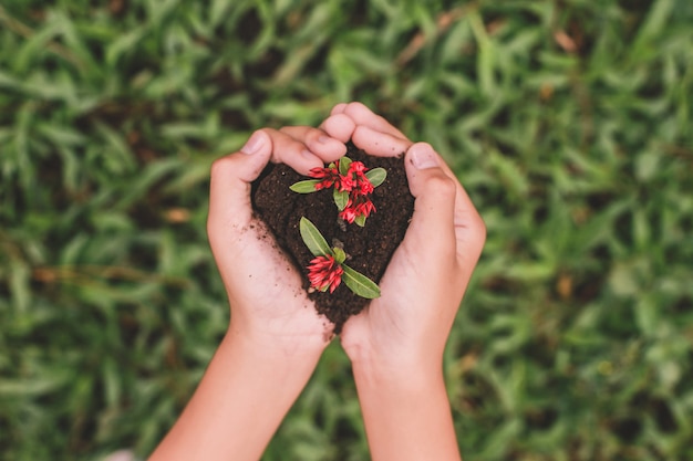 Vue de dessus des mains tenant la plante à graines en forme de coeur