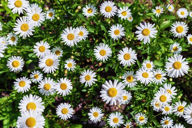 Photo vue de dessus des marguerites blanches sur le terrain