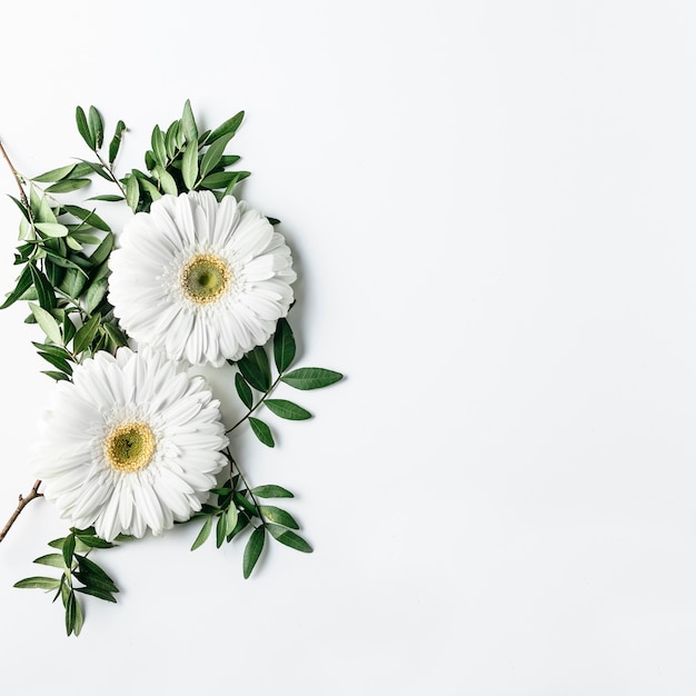 Photo vue de dessus de marguerites blanches