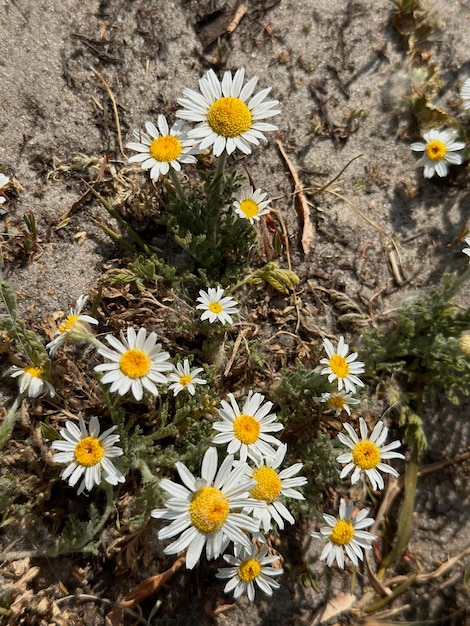 vue de dessus de marguerites en fleurs