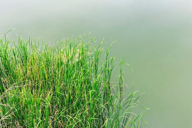 Vue de dessus des mauvaises herbes dans le marais.