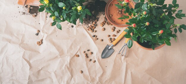 Vue de dessus des mini-roses dans des pots de fleurs en céramique et des outils de jardinage avec un espace libre pour le texte. Bannière longue et large