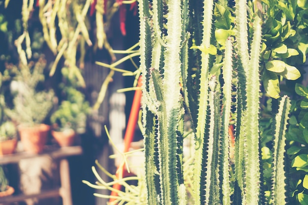 Vue de dessus de mise au point sélective en gros plan sur une grappe de cactus.