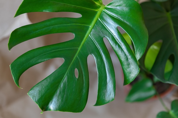 Vue de dessus de Monstera Delicacy. Gros plan de feuilles fraîches vertes sur un beige. Concept de soin des plantes à la maison, jungle urbaine, décoration intérieure naturelle, passe-temps. Mise au point sélective douce. Horizontal.