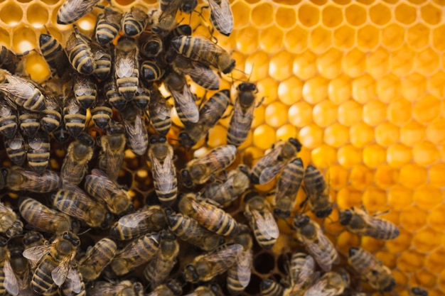 Photo vue de dessus en nid d'abeille avec abeilles