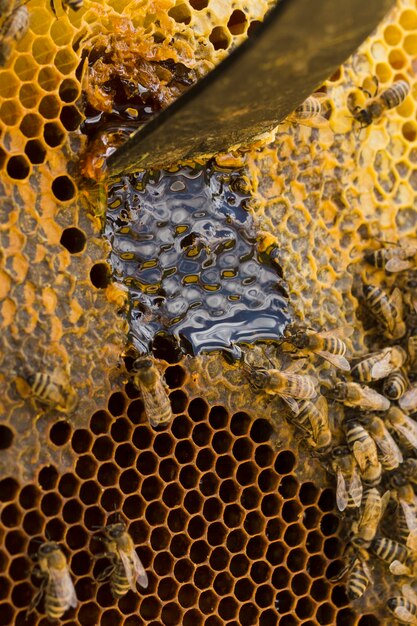 Photo vue de dessus en nid d'abeille