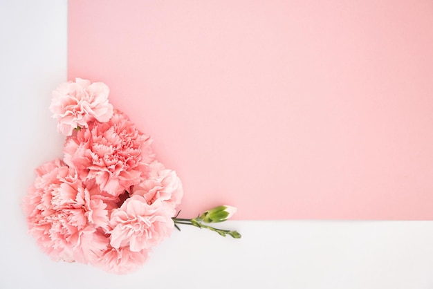 Vue de dessus des oeillets sur fond rose et blanc