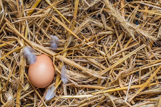Vue de dessus des œufs sur le nid à la ferme fraîche