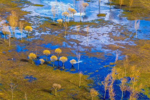 La vue de dessus sur le parc naturel ou la place avec des arbres avec de l'eau et avec des piscines sur une herbe