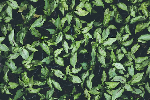 Photo vue de dessus d'une petite plante dans le jardin