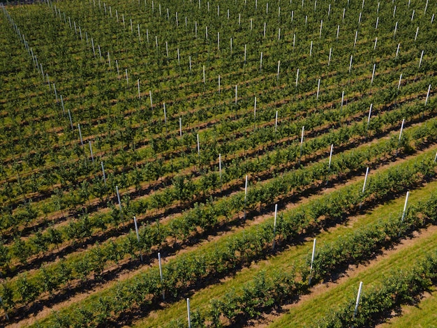 Vue de dessus de plantation de raisin