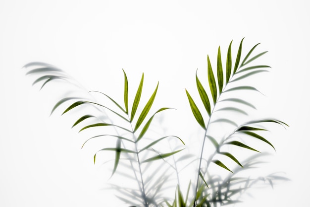 Vue de dessus plante verte sur blanc