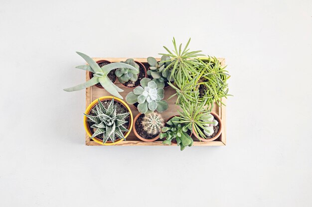 Vue de dessus des plantes en pot à la maison. Jardinage domestique, concept de décoration intérieure. Copier l'espace