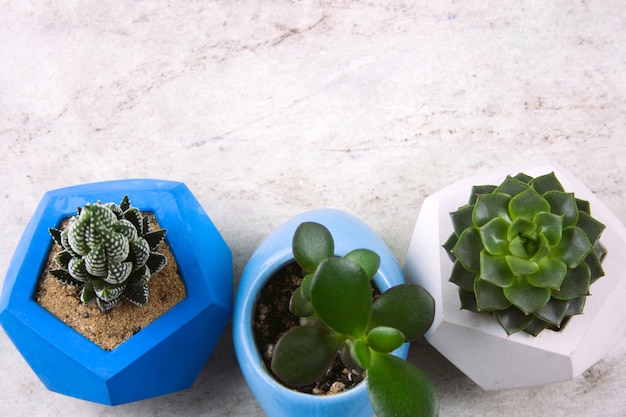 Vue de dessus des plantes succulentes dans des pots en béton sur fond de marbre