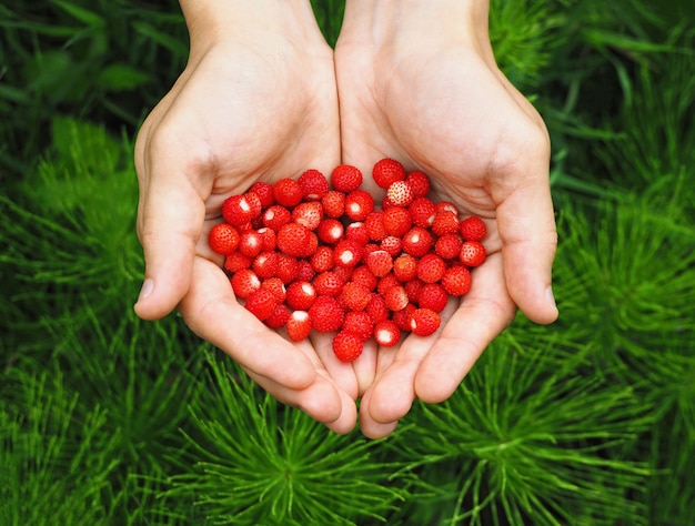 Vue de dessus d'une poignée de fraises des bois rouges dans les mains. Fond de baies mûres