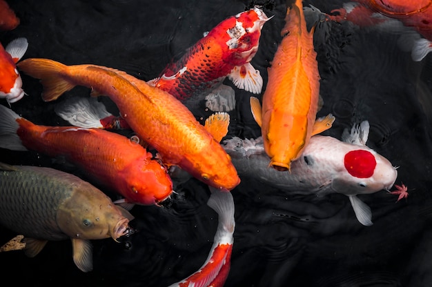 Photo vue de dessus poissons koi colorés