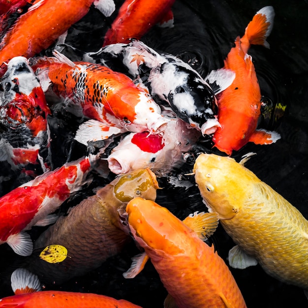 Photo vue de dessus poissons koi colorés