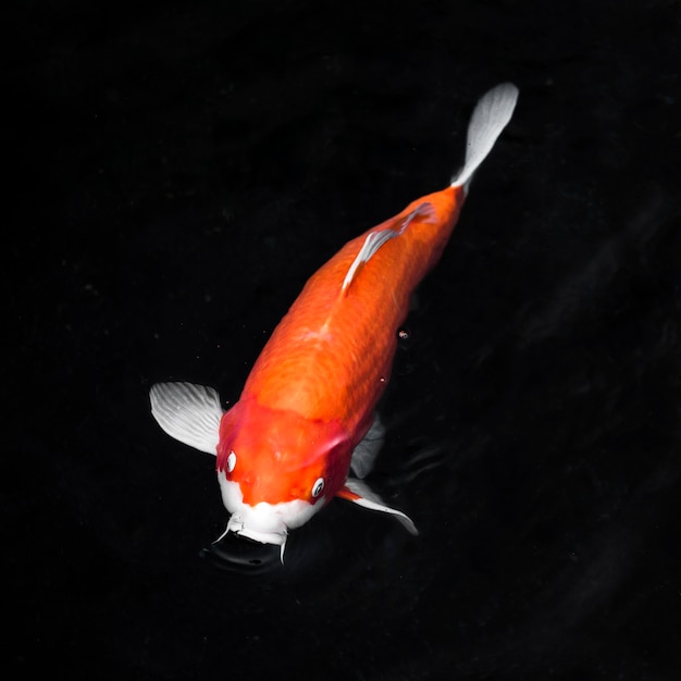 Photo vue de dessus poissons koi colorés
