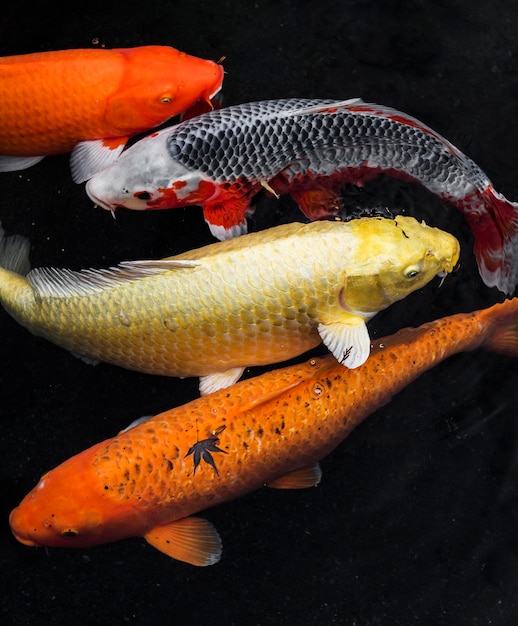 Photo vue de dessus poissons koi colorés