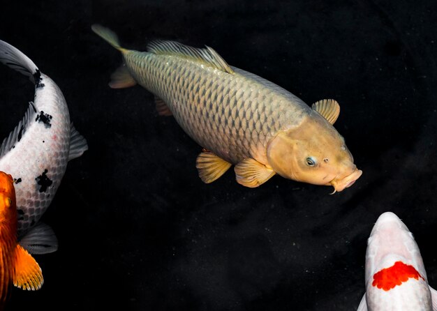 Photo vue de dessus poissons koi colorés