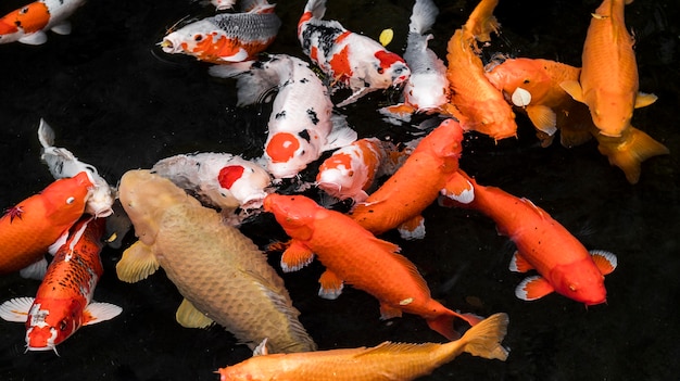 Vue de dessus poissons koi colorés