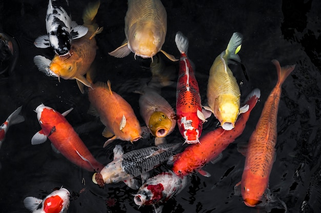 Photo vue de dessus des poissons koi