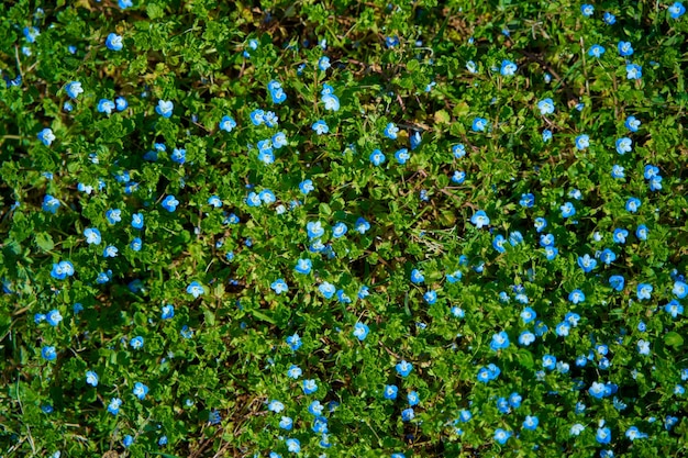 Vue de dessus d'un pré vert avec des fleurs bleues Couleurs d'été