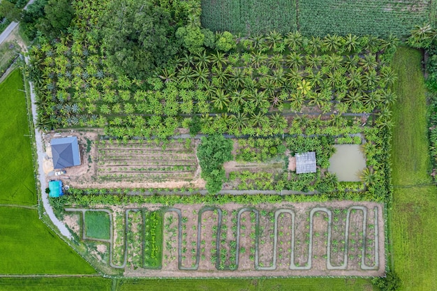 Vue de dessus de la rangée d'agroforesterie de plantations mixtes de plantes et de fruits dans des terres cultivées à la campagne Agro-alimentaire Agriculture durable