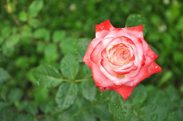 Vue de dessus de rose rouge et blanc 1