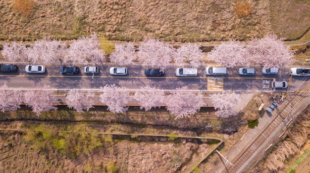Vue de dessus de la route des cerisiers en Corée du Sud