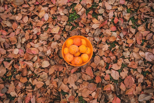 Vue de dessus d'un seau plein de fruits de kaki du cru