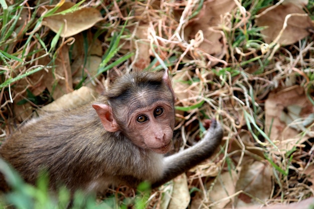 Vue de dessus de la tête de singe macaque bonnet.