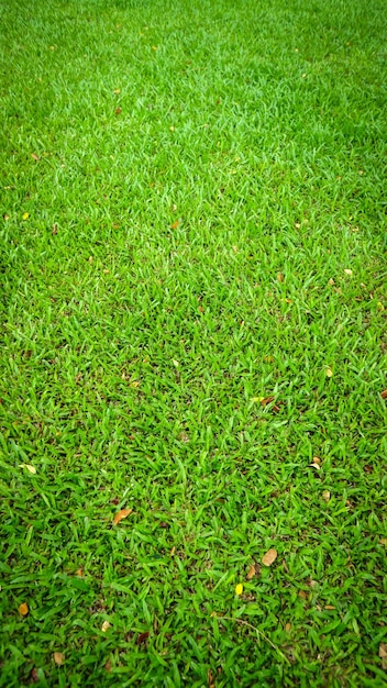 Vue de dessus de texture de fond d'herbe verte