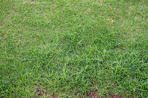 Vue de dessus de la texture de fond pré herbe verte.