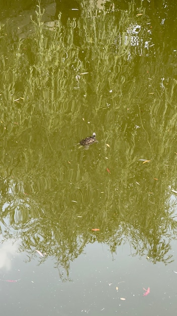 vue de dessus de la tortue dans l'étang