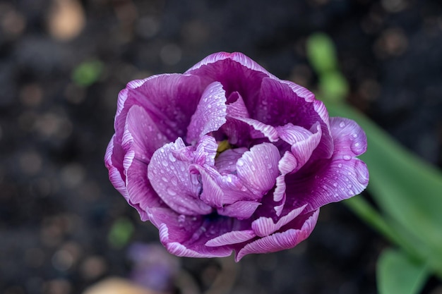 Vue de dessus d'une tulipe violette unique avec des gouttes d'eau sur le gros plan des pétales